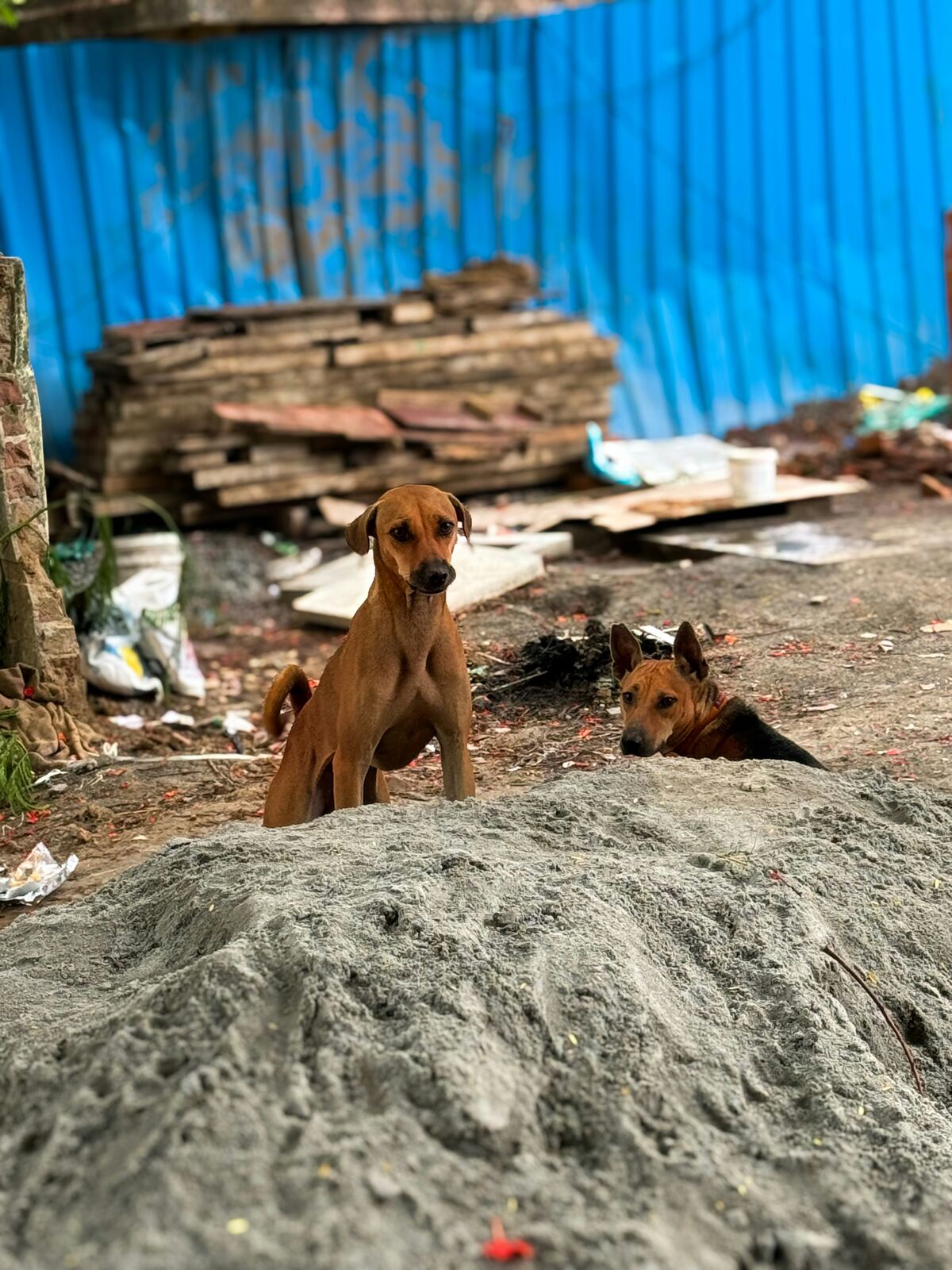 Rocky's rescue story